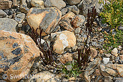 Alpen-Gänsekresse (Arabis alpina) (C172931)