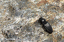 Schwarzer Rauhaarschnellkäfer (Hemicrepidius niger) (C172948) Schwarzer Rauhaarschnellkäfer (Hemicrepidius niger) (C172948)