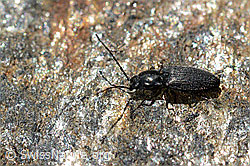 Schwarzer Rauhaarschnellkäfer (Hemicrepidius niger) (C172951) Schwarzer Rauhaarschnellkäfer (Hemicrepidius niger) (C172951)