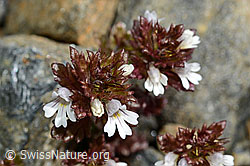 Zwerg-Augentrost (Euphrasia minima) (C172955) Zwerg-Augentrost (Euphrasia minima) (C172955)