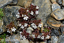 Zwerg-Augentrost (Euphrasia minima) (C172957) Zwerg-Augentrost (Euphrasia minima) (C172957)