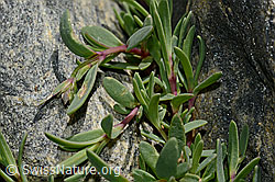 Gypsophila repens (C172974)