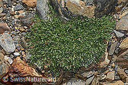 Gypsophila repens (C172976)