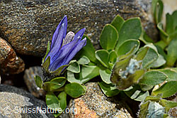 Mont Cenis-Glockenblume (Campanula cenisia) (C172986)