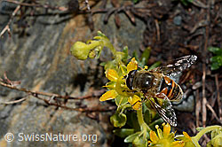Mistbiene (Eristalis tenax) auf bewimpertem Steinbrech (Saxifraga aizoides) (C173004) Mistbiene (Eristalis tenax) auf bewimpertem Steinbrech (Saxifraga aizoides) (C173004)