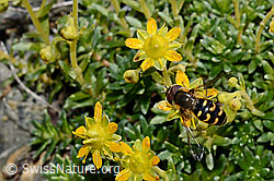 Mondfleck-Feldschwebfliege (Eupeodes luniger) auf Bewimpertem Steinbrech (Saxifraga aizoides) (C173005) Mondfleck-Feldschwebfliege (Eupeodes luniger) auf Bewimpertem Steinbrech (Saxifraga aizoides) (C173005)