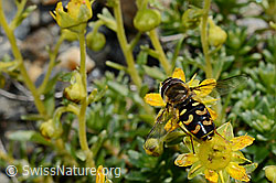 Mondfleck-Feldschwebfliege (Eupeodes luniger) auf Bewimpertem Steinbrech (Saxifraga aizoides) (C173006) Mondfleck-Feldschwebfliege (Eupeodes luniger) auf Bewimpertem Steinbrech (Saxifraga aizoides) (C173006)
