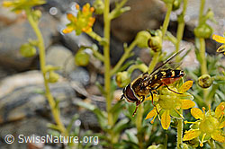 Mondfleck-Feldschwebfliege (Eupeodes luniger) auf Bewimpertem Steinbrech (Saxifraga aizoides) (C173009) Mondfleck-Feldschwebfliege (Eupeodes luniger) auf Bewimpertem Steinbrech (Saxifraga aizoides) (C173009)