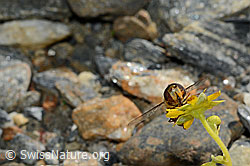 Mondfleck-Feldschwebfliege (Eupeodes luniger) auf Bewimpertem Steinbrech (Saxifraga aizoides) (C173012) Mondfleck-Feldschwebfliege (Eupeodes luniger) auf Bewimpertem Steinbrech (Saxifraga aizoides) (C173012)