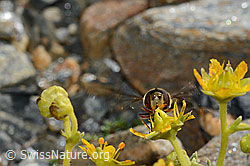 Mondfleck-Feldschwebfliege (Eupeodes luniger) auf Bewimpertem Steinbrech (Saxifraga aizoides) (C173013) Mondfleck-Feldschwebfliege (Eupeodes luniger) auf Bewimpertem Steinbrech (Saxifraga aizoides) (C173013)