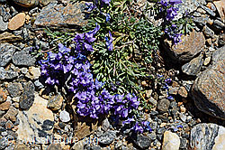 Alpen-Leinkraut (Linaria alpina) (08.2020, C173017)