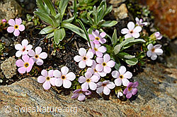 Alpen-Mannsschild (Androsace alpina) (08.2020, C173119)