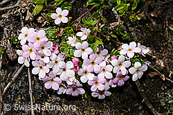 Alpen-Mannsschild (Androsace alpina) (08.2020, C173121)