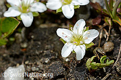 Zweiblütiges Sandkraut (Arenaria biflora) (C173134)