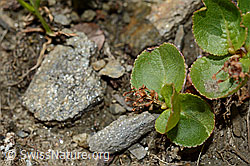 Kraut-Weide (Salix herbacea) (C173138)