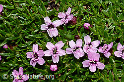 Kalk-Polsternelke (Silene acaulis) (08.2020, C173141)