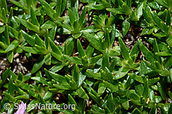 Kalk-Polsternelke (Silene acaulis) (08.2020, C173142)