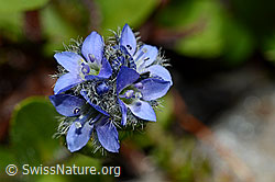 Alpen-Ehrenpreis (Veronica alpina) (C173152)