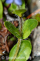 Alpen-Ehrenpreis (Veronica alpina) (C173153)