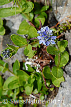 Alpen-Ehrenpreis (Veronica alpina) (C173154)