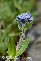 Alpen-Ehrenpreis (Veronica alpina) (C173155)