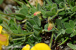 Lotus alpinus (C173159)