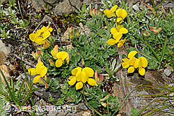 Alpen-Hornklee (Lotus alpinus) (08.2020, C173160)