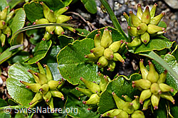 Kraut-Weide (Salix herbacea) (C173162)