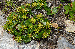 Kraut-Weide (Salix herbacea) (C173163)