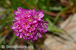 Alpen-Pechnelke (Silene suecica) (C173171) Alpen-Pechnelke (Silene suecica) (C173171)
