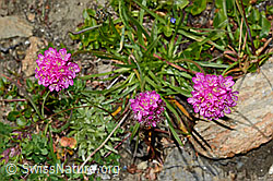 Silene suecica (C173173)