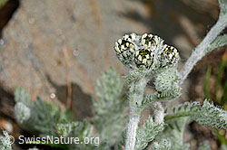 Zwerg-Schafgarbe (Achillea nana) (C173175)