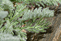 Zwerg-Schafgarbe (Achillea nana) (C173177)