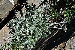 Zwerg-Schafgarbe (Achillea nana) (C173178)