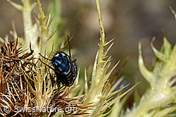 Calliphora vicina (Schmeissfliege) auf Alpen-Kratzdistel (Cirsium spinosissimum) (C173181)
