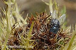 Calliphora vicina (Schmeissfliege) auf Alpen-Kratzdistel (Cirsium spinosissimum) (C173184)