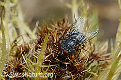 Calliphora vicina (Schmeissfliege) auf Alpen-Kratzdistel (Cirsium spinosissimum)