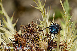 Calliphora vicina (Schmeissfliege) auf Alpen-Kratzdistel (Cirsium spinosissimum) (C173187)