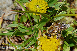 Italienische Biene (Apis mellifera ligustica) an Braun-Klee (Trifolium badium) (C173192) Italienische Biene (Apis mellifera ligustica) an Braun-Klee (Trifolium badium) (C173192)