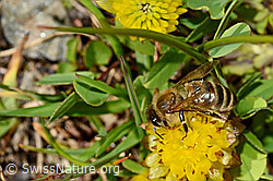 Apis mellifera ligustica on Trifolium badium (C173194) Apis mellifera ligustica on Trifolium badium (C173194)