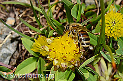 Italienische Biene (Apis mellifera ligustica) an Braun-Klee (Trifolium badium) (C173195) Italienische Biene (Apis mellifera ligustica) an Braun-Klee (Trifolium badium) (C173195)