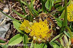 Italienische Biene (Apis mellifera ligustica) an Braun-Klee (Trifolium badium) (C173196) Italienische Biene (Apis mellifera ligustica) an Braun-Klee (Trifolium badium) (C173196)