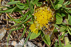 Italienische Biene (Apis mellifera ligustica) an Braun-Klee (Trifolium badium) (C173197) Italienische Biene (Apis mellifera ligustica) an Braun-Klee (Trifolium badium) (C173197)
