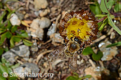 Italienische Biene (Apis mellifera ligustica) an Braun-Klee (Trifolium badium) (C173200) Italienische Biene (Apis mellifera ligustica) an Braun-Klee (Trifolium badium) (C173200)
