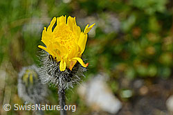 Grauzottiges Habichtskraut (Hieracium piliferum) (C173207) Grauzottiges Habichtskraut (Hieracium piliferum) (C173207)