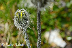 Grauzottiges Habichtskraut (Hieracium piliferum) (C173208) Grauzottiges Habichtskraut (Hieracium piliferum) (C173208)