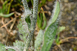 Foto: Grauzottiges Habichtskraut (Hieracium piliferum)
