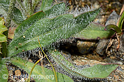 Grauzottiges Habichtskraut (Hieracium piliferum) (C173210) Grauzottiges Habichtskraut (Hieracium piliferum) (C173210)