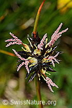 Jacquins Binse (Juncus jacquinii) (C173214) Jacquins Binse (Juncus jacquinii) (C173214)