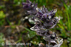 Alpenhelm (Bartsia alpina) (08.2020, C173225)